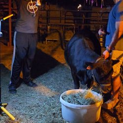 Semper Fi Homestead - Meeting Holy cow