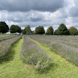Bonnieheath Estate Lavender & Winery - Lavender season ended in July :(