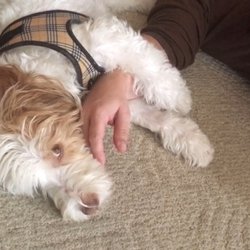 Pet Wellness Clinic - Sunny, happy boy with no more itchies!