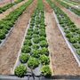 Photo of Shalom Farms