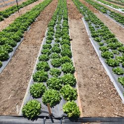 Shalom Farms