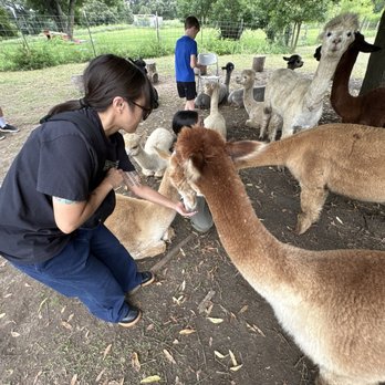 Rusty Stars Alpaca - Attraction Farms Near Me - Winterset, Iowa Rusty Stars Alpaca - Attraction Farms Near Me - Winterset, Iowa