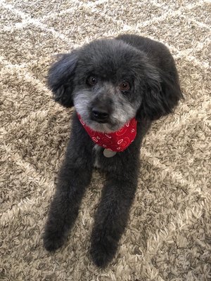 pawz and relax pet spa