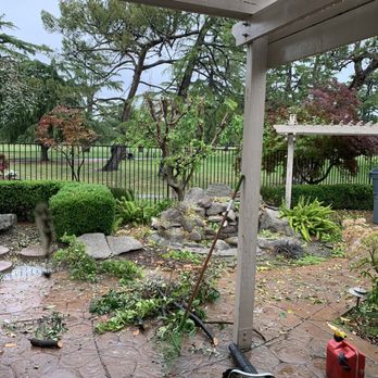 Galvan Tree Services - After before cleanup - Tree Services Near Me