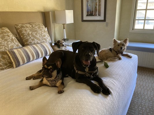 Flatirons Natural Pet Market and Wash