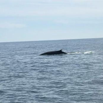 Davey's Locker - So fun watching this whale surface - Fishing Near Me - Newport Beach, California Davey's Locker - So fun watching this whale surface - Fishing Near Me - Newport Beach, California