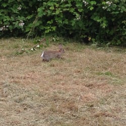 Travelodge Hotel - Billingshurst Five Oaks - My neighbours hopping to the breakfast buffet. I'll pass on the diner though.