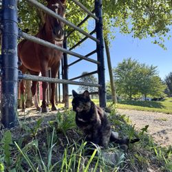 The Inn at Westwynd Farm - Horse and kitties