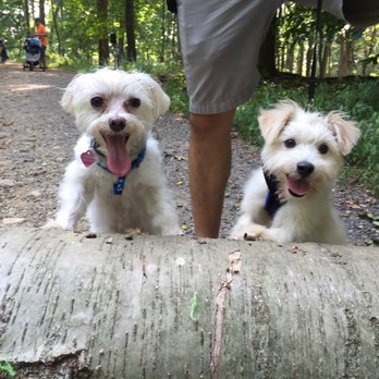 The Barking Lot - Pickle and hippo (fka Batali) on their first trail together! - Animal Shelters Near Me - Ramona, California The Barking Lot - Pickle and hippo (fka Batali) on their first trail together! - Animal Shelters Near Me - Ramona, California