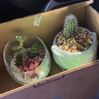 Francis's Cactus Succulents - $14 for both! - Nurseries & Gardening Near Me - Los Angeles, California Francis's Cactus Succulents - $14 for both! - Nurseries & Gardening Near Me - Los Angeles, California