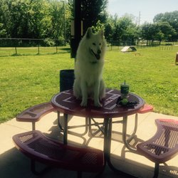 Belleville Dog Park - At the park!