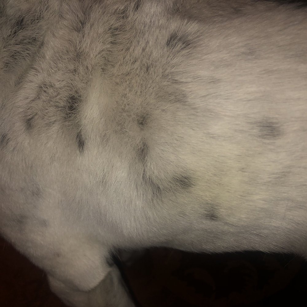 PetSmart - Yellow spots on his fur - Pet Stores Near Me - Henderson, Nevada PetSmart - Yellow spots on his fur - Pet Stores Near Me - Henderson, Nevada