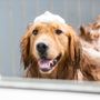 Photo of Furry Land Mobile Grooming - Denver
