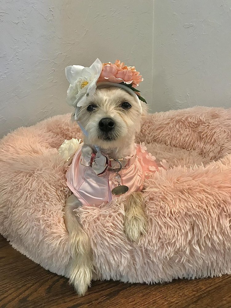 MARINA ANIMAL CLINIC 35 Reviews 9968 E 21st St, Tulsa, Oklahoma