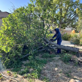 A & J Tree Service - Tree Services Near Me - Pomona, California A & J Tree Service - Tree Services Near Me - Pomona, California