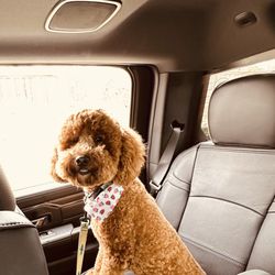 iPaw Pet Salons