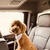 iPaw Pet Salons gift card
