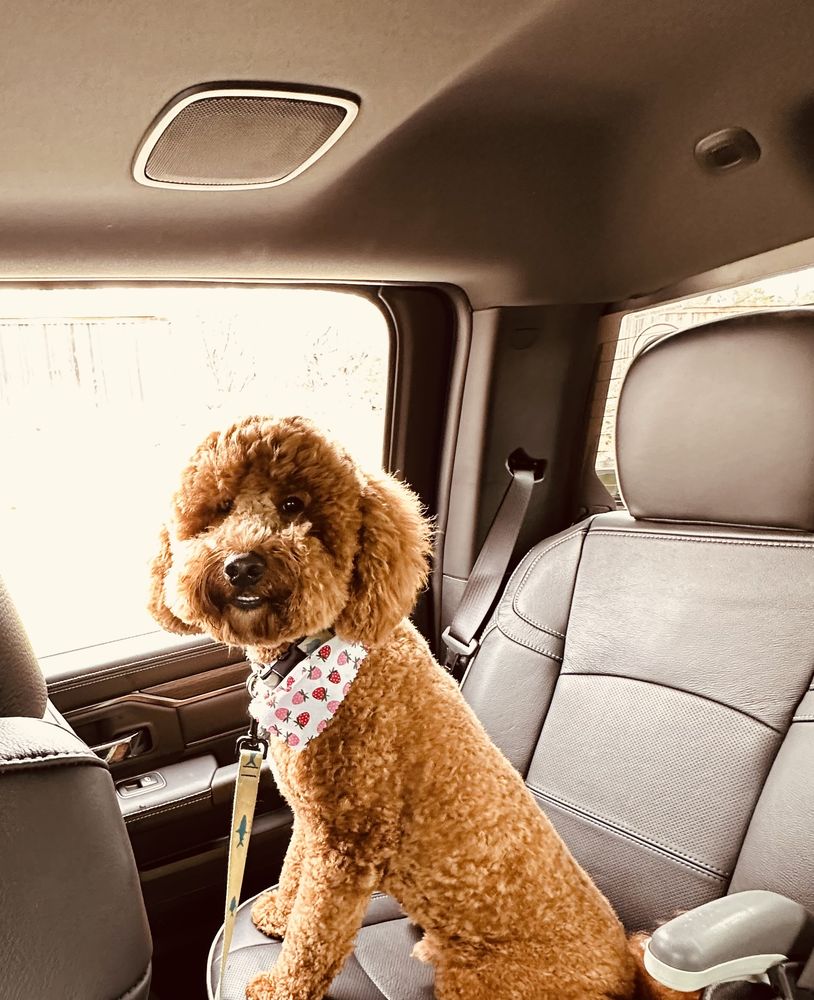 iPaw Pet Salons - pet boarding facility in Bulverde, TX