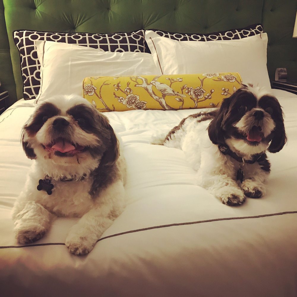 Kimpton Hotel Monaco Pittsburgh - Puppy approved! - Hotels Near Me - Pittsburgh, Pennsylvania Kimpton Hotel Monaco Pittsburgh - Puppy approved! - Hotels Near Me - Pittsburgh, Pennsylvania