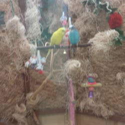 Cherry Creek Nursing Center - Parakeets !