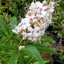 Wild Natives Nursery - California buckeye