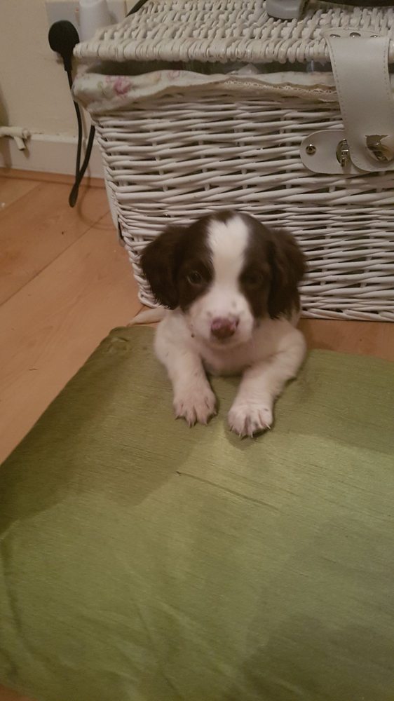 THE VET LIVERPOOL Lorenzo Drive, Liverpool, Merseyside, United