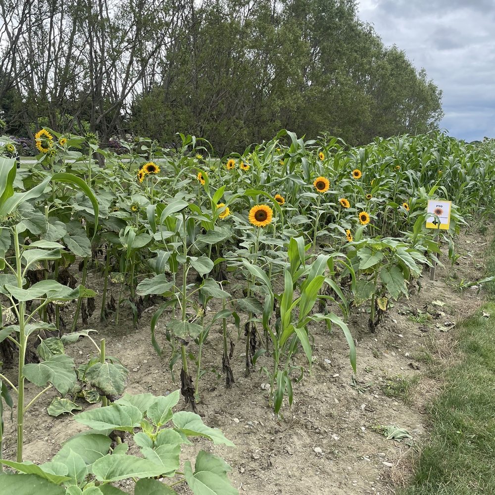 Sweet Berry Farm - Sunflowers - Fruits & Veggies Near Me - Middletown, Rhode Island Sweet Berry Farm - Sunflowers - Fruits & Veggies Near Me - Middletown, Rhode Island