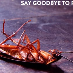JDC Pest Control