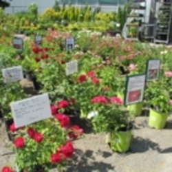 Green Thumb Garden Centre - Photo