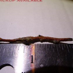 Dunkin' - This should never be in a persons muffin!