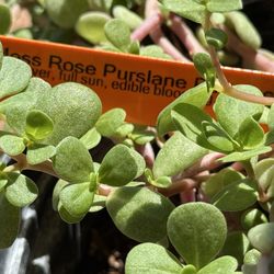 Arizona Worm Farm - Purslane 09/25
