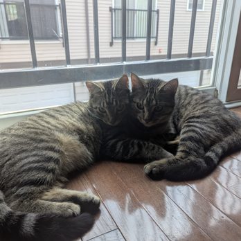 St Sophia's Forgotten Felines - Animal Shelters Near Me - Wheaton, Illinois
