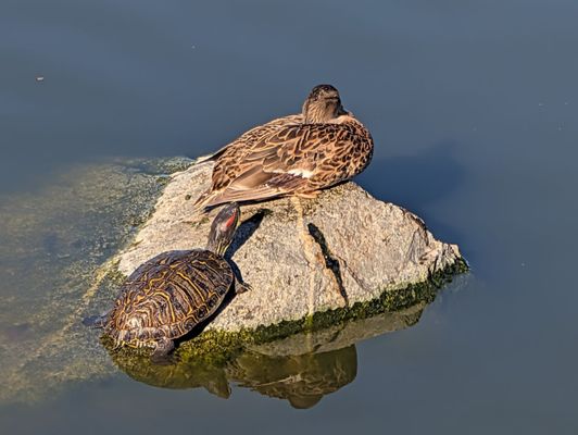 William R Mason Regional Park by null
