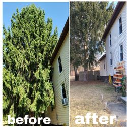 Family Tree Service