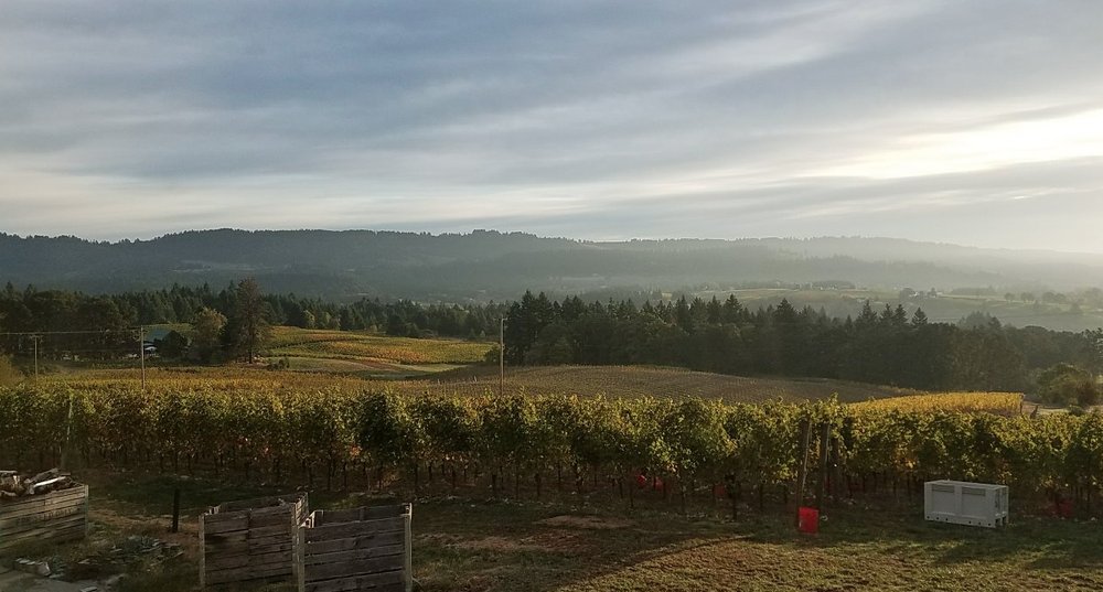 Seven Bridges Winery - vineyard in Portland, OR