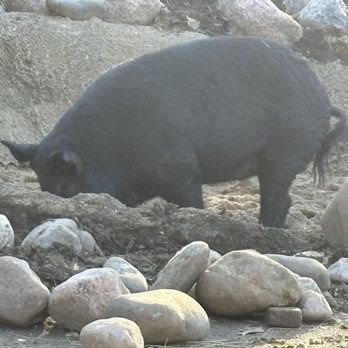 Miller Park Zoo - Pig - Zoos Near Me - Bloomington, Illinois Miller Park Zoo - Pig - Zoos Near Me - Bloomington, Illinois