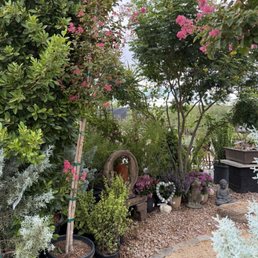 Plants