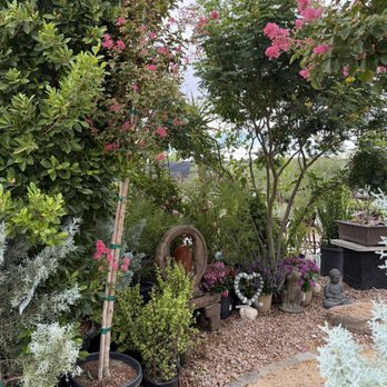 SummerWinds Nursery - Tatum - Plants - Nurseries & Gardening Near Me - Phoenix, Arizona SummerWinds Nursery - Tatum - Plants - Nurseries & Gardening Near Me - Phoenix, Arizona