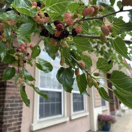 mulberry tree mulberry tree