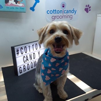 Cotton Candy Cut - Buddy! - Pet Groomers Near Me