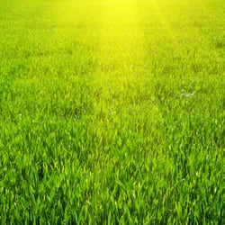 Patriot Lawn Services