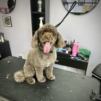 Spoiled Petz - Pet Groomers Near Me - Reno, Nevada Spoiled Petz - Pet Groomers Near Me - Reno, Nevada