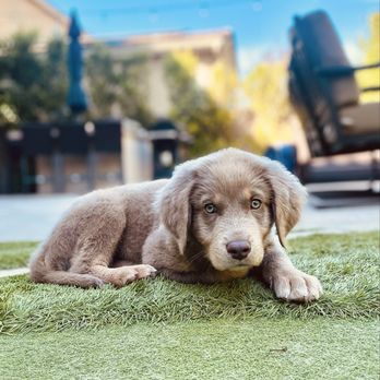 I C A R E DOG RESCUE - Updated November 2025 - 89 Photos & 102 Reviews - 2279 Eagle Glen Pkwy, Corona, California - Animal Shelters - Yelp