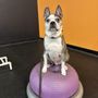Positive Changes Dog Training