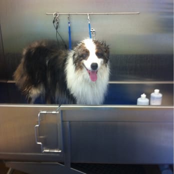 Barkberry Place - Riley's first visit to Bark N Paws! - Pet Groomers Near Me - Fayetteville, Arkansas