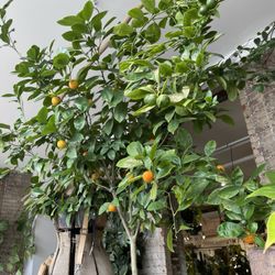 Seed To Stem - Orange tree