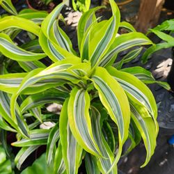 Bohemian Gypsea - Dracaena, This plant  is great in the house or in your shady landscaping area.