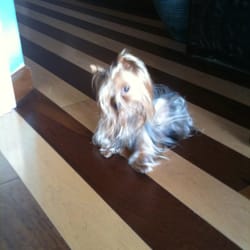 Sol Tan Tanning & Spa - The owner's adorable dog. Almost always there!