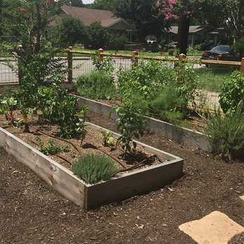 YardFarm - Fence and veggie beds in Cherrywood neighborhood. - Farms Near Me - Austin, Texas YardFarm - Fence and veggie beds in Cherrywood neighborhood. - Farms Near Me - Austin, Texas