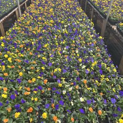 Northside Greenhouse